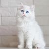 Fluffy White Cat With Blue Eyes Paint By Numbers