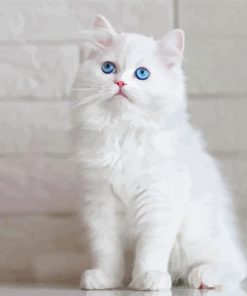 Fluffy White Cat With Blue Eyes Paint By Numbers