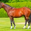 Frankel Horse Paint By Numbers