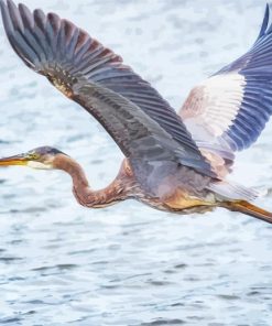 Great Heron Flying Paint By Numbers