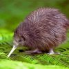 Kiwi Bird Paint By Numbers