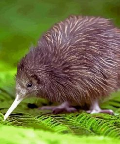 Kiwi Bird Paint By Numbers