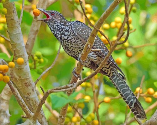 Koel Bird Paint By Numbers