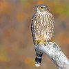 Merlin Bird Paint By Numbers