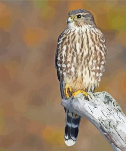 Merlin Bird Paint By Numbers