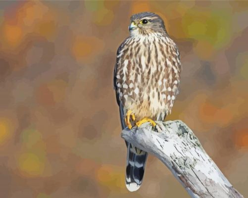 Merlin Bird Paint By Numbers