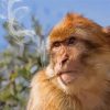 Monkey Animal Smoking Paint By Numbers