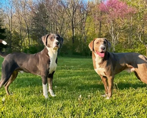 Mountain Cur Dogs Paint By Numbers