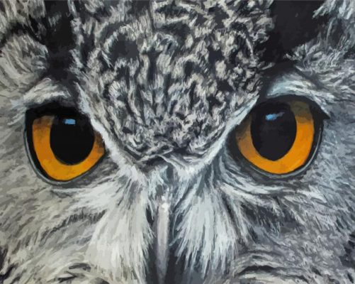 Owl Eyes Paint By Numbers