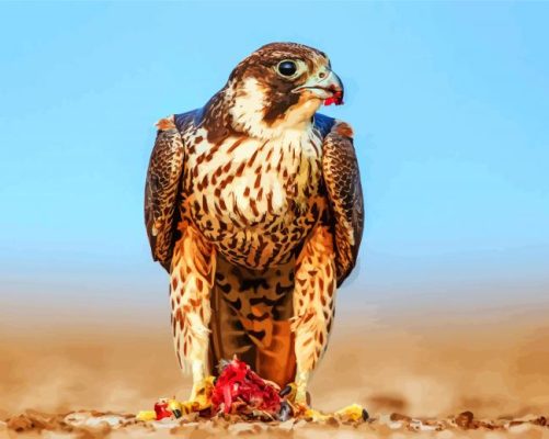 Peregrine Falcon Paint By Numbers