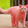 Adorable Pink Cat Paint By Numbers