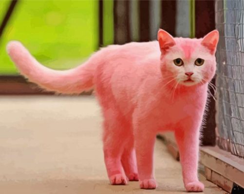 Adorable Pink Cat Paint By Numbers