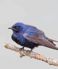 Purple Martin On Tree Paint By Numbers