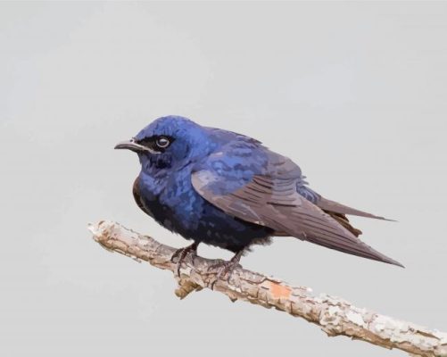 Purple Martin On Tree Paint By Numbers