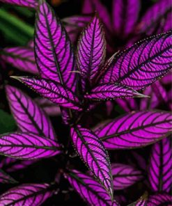 Purple Plant Paint By Numbers