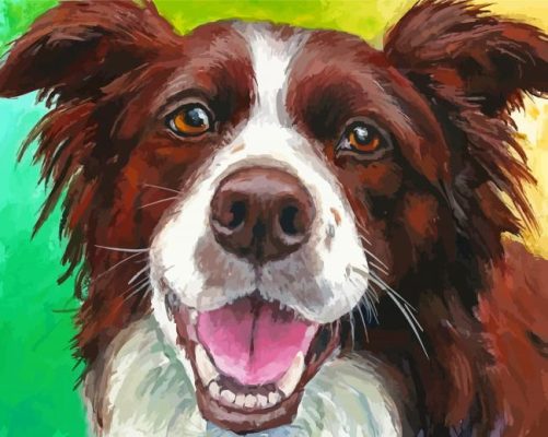 Red And White Border Collie Paint By Numbers