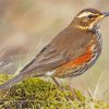Redwing Bird Paint By Numbers