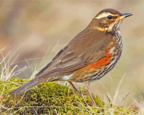 Redwing Bird Paint By Numbers