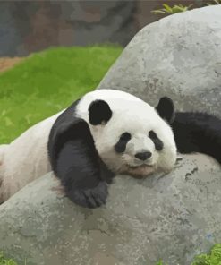 Sleeping Panda Animal Paint By Numbers