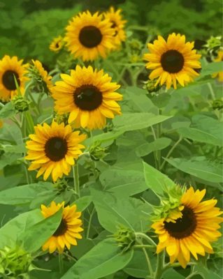 Small Sunflower Paint By Numbers