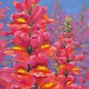 Snapdragons Paint By Numbers