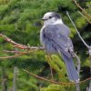 The Canada Jay Whiskey Jack Bird Paint By Numbers