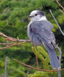 The Canada Jay Whiskey Jack Bird Paint By Numbers