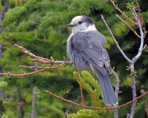 The Canada Jay Whiskey Jack Bird Paint By Numbers