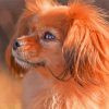Tibetan Spaniel Dog Paint By Numbers
