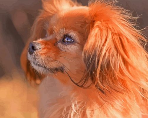 Tibetan Spaniel Dog Paint By Numbers