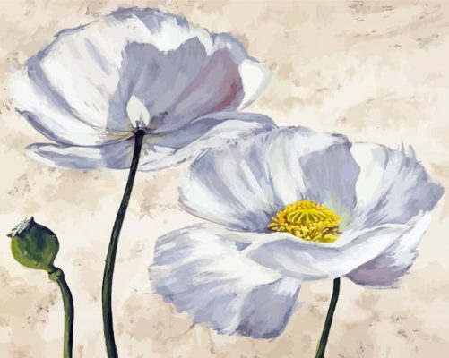 Two White Poppies Paint By Numbers