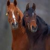 Two Horses Paint By Numbers