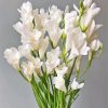 White Freesia Flowers Paint By Numbers