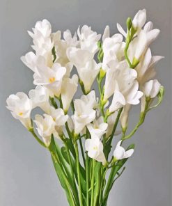 White Freesia Flowers Paint By Numbers