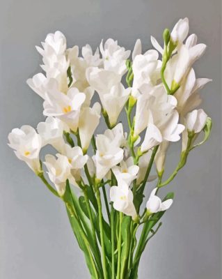 White Freesia Flowers Paint By Numbers