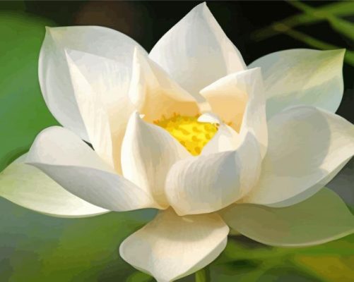 White Lotus Blossom Paint By Numbers