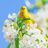 Yellow Bird And White Flowers Paint By Numbers