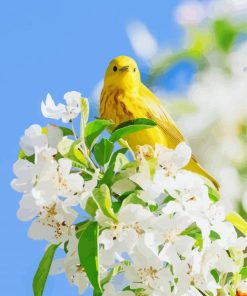 Yellow Bird And White Flowers Paint By Numbers