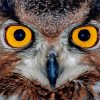 Yellow Owl Eyes Paint By Numbers