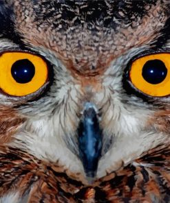 Yellow Owl Eyes Paint By Numbers