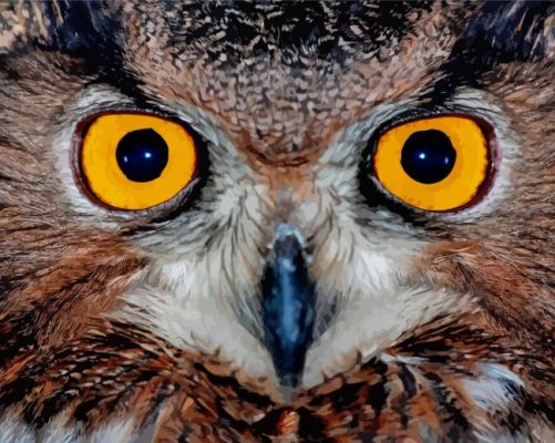 Yellow Owl Eyes Paint By Numbers