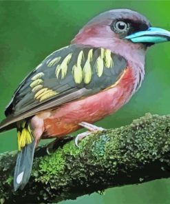 Aesthetic Eurylaimidae Bird Paint By Numbers