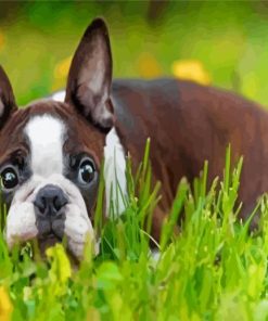 Aesthetic Female Boston Terrier Paint By Numbers