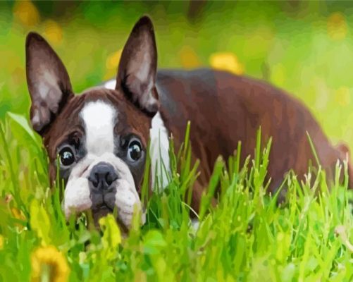 Aesthetic Female Boston Terrier Paint By Numbers