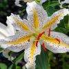 Aesthetic Golden Rayed Lily Paint By Numbers