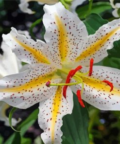 Aesthetic Golden Rayed Lily Paint By Numbers