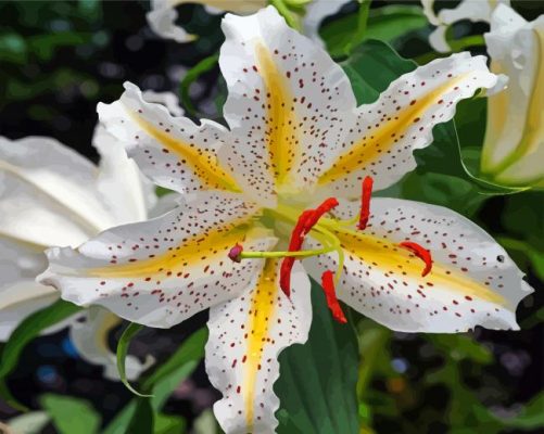 Aesthetic Golden Rayed Lily Paint By Numbers