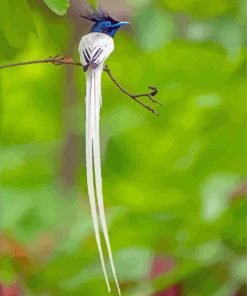 Aesthetic Indian Paradise Flycatcher Paint By Numbers