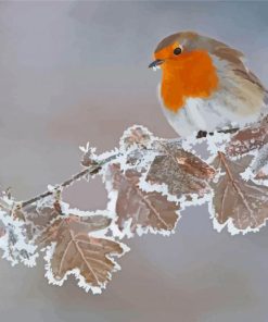 Aesthetic Winter Robin Paint By Numbers