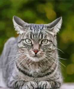 Aesthetic Grey Tabby Cat Paint By Numbers